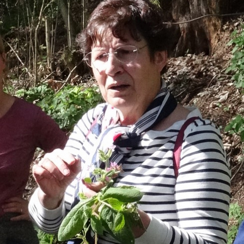 Bild zum Weblog Kr&auml;uterwanderung mit Inge Waltl