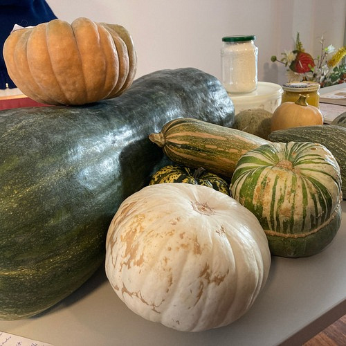 Bild zum Weblog K&uuml;rbisse &ndash; das gesunde Herbstgem&uuml;se