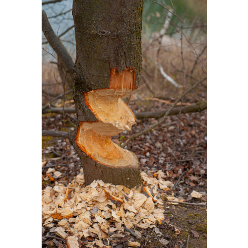 Bild 11 zum Weblog 1303
