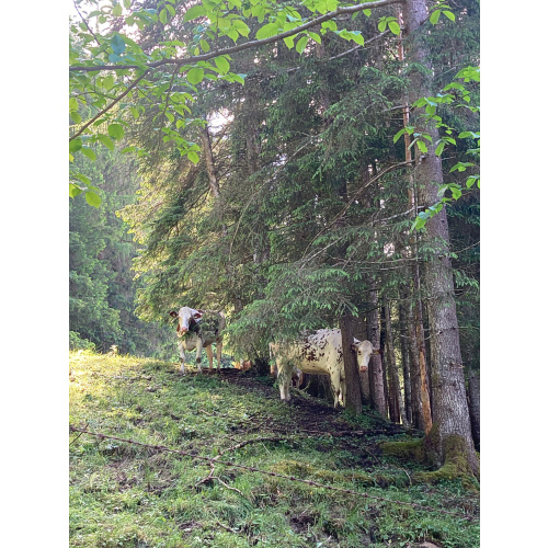 Bild 12 zum Weblog 1376
