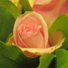 Bild zum Weblog Muttertag
