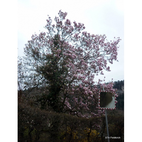 Bild 38 zum Weblog 536