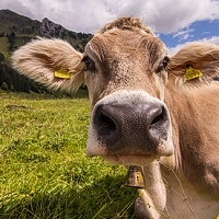 Bild zum Weblog Gesundheitsclub Sommer